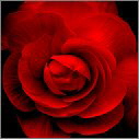 bloemen van papier maken bloemen van papier maken